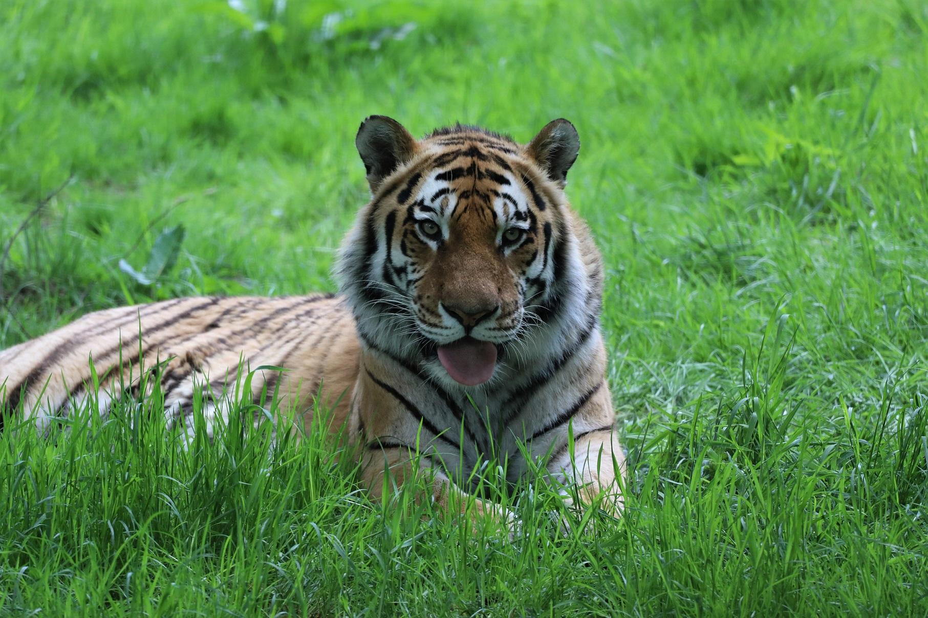 Amur tiger lying on wooden plinth Image: Amy Middleton