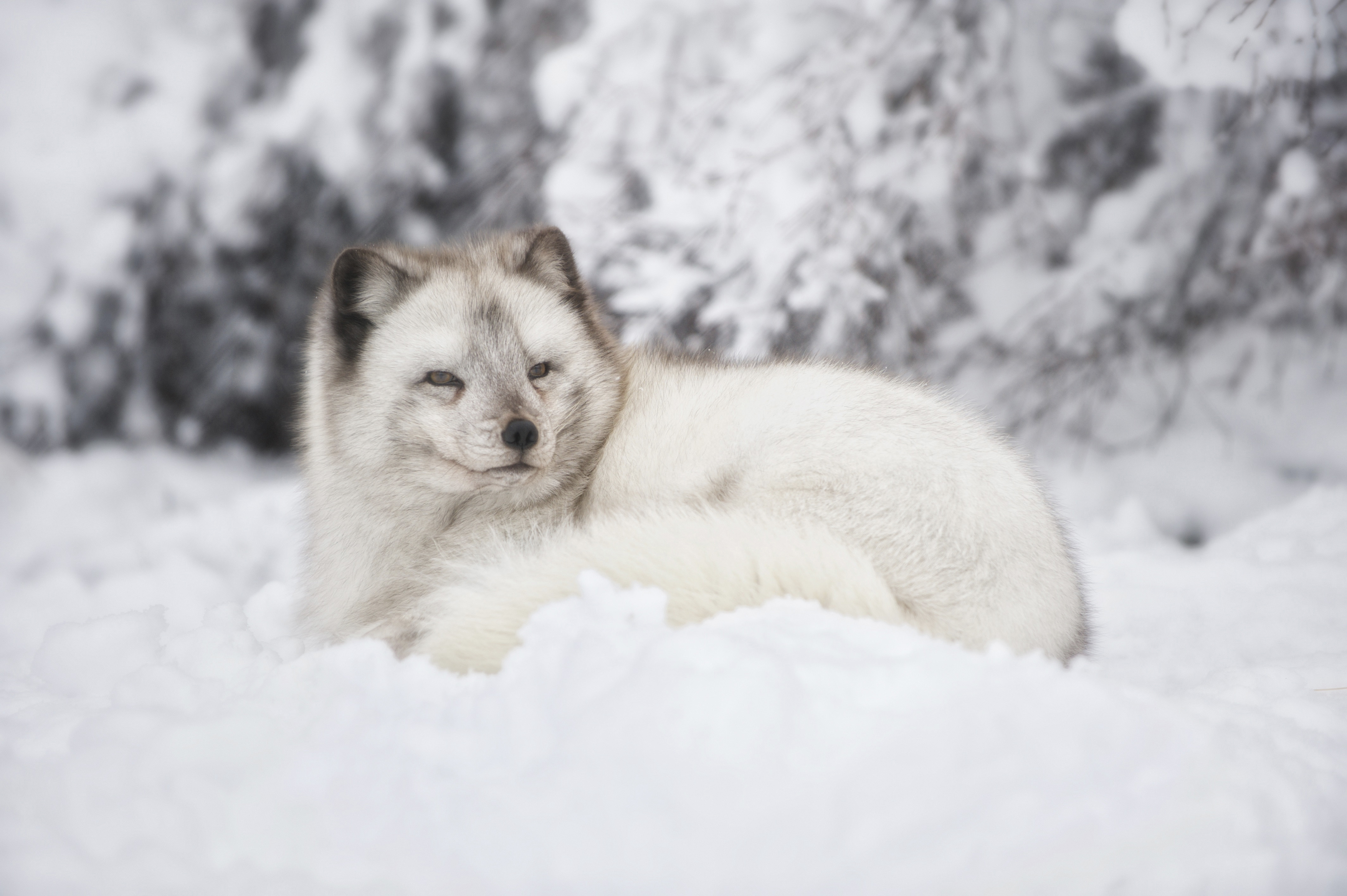 Arctic fox in the snow at Highland Wildlife Park®幸运官方飞艇168体彩网