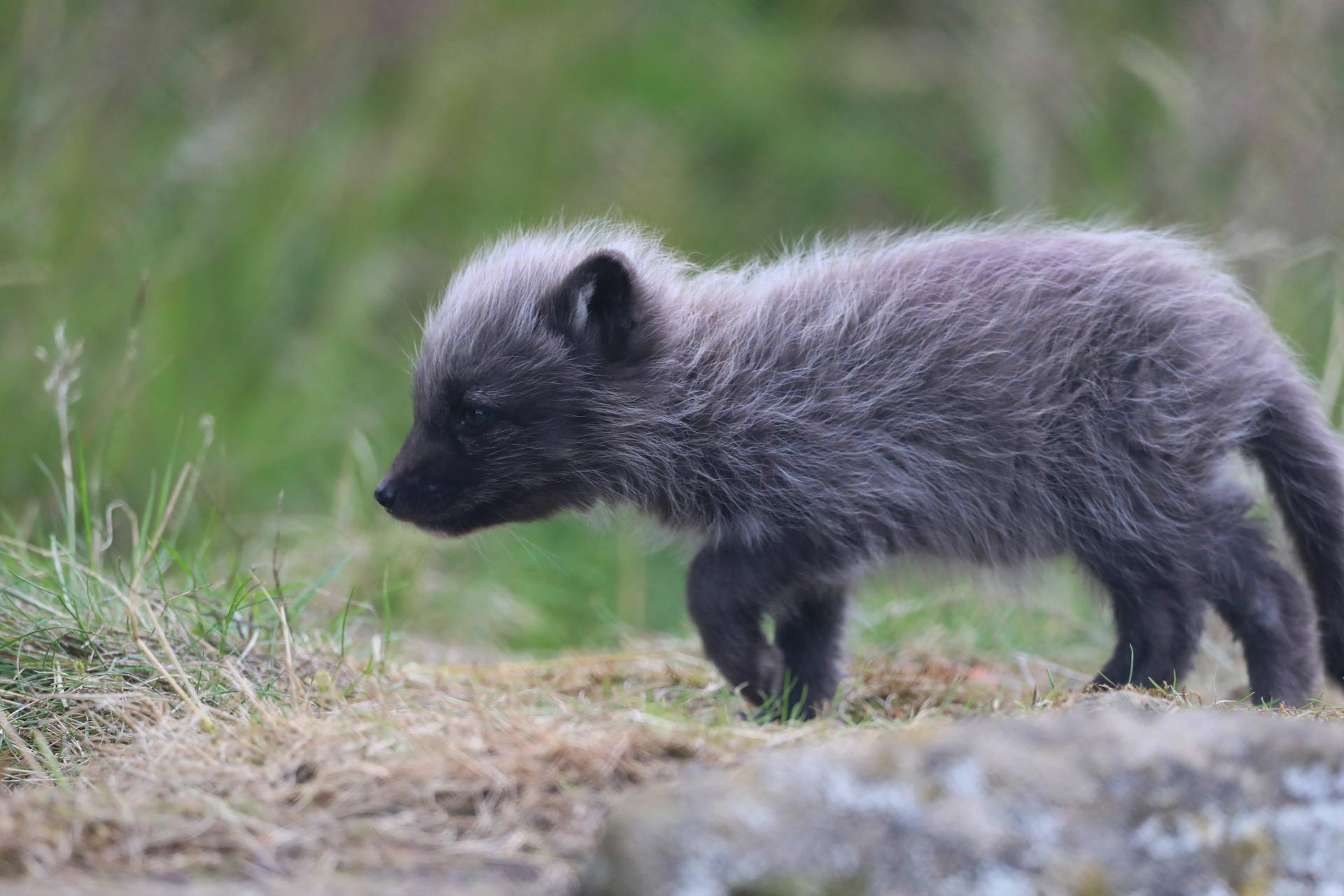 Arctic fox cub at Highland Wildlife Park walking through grass

Image: AMY MIDDLETON 2023