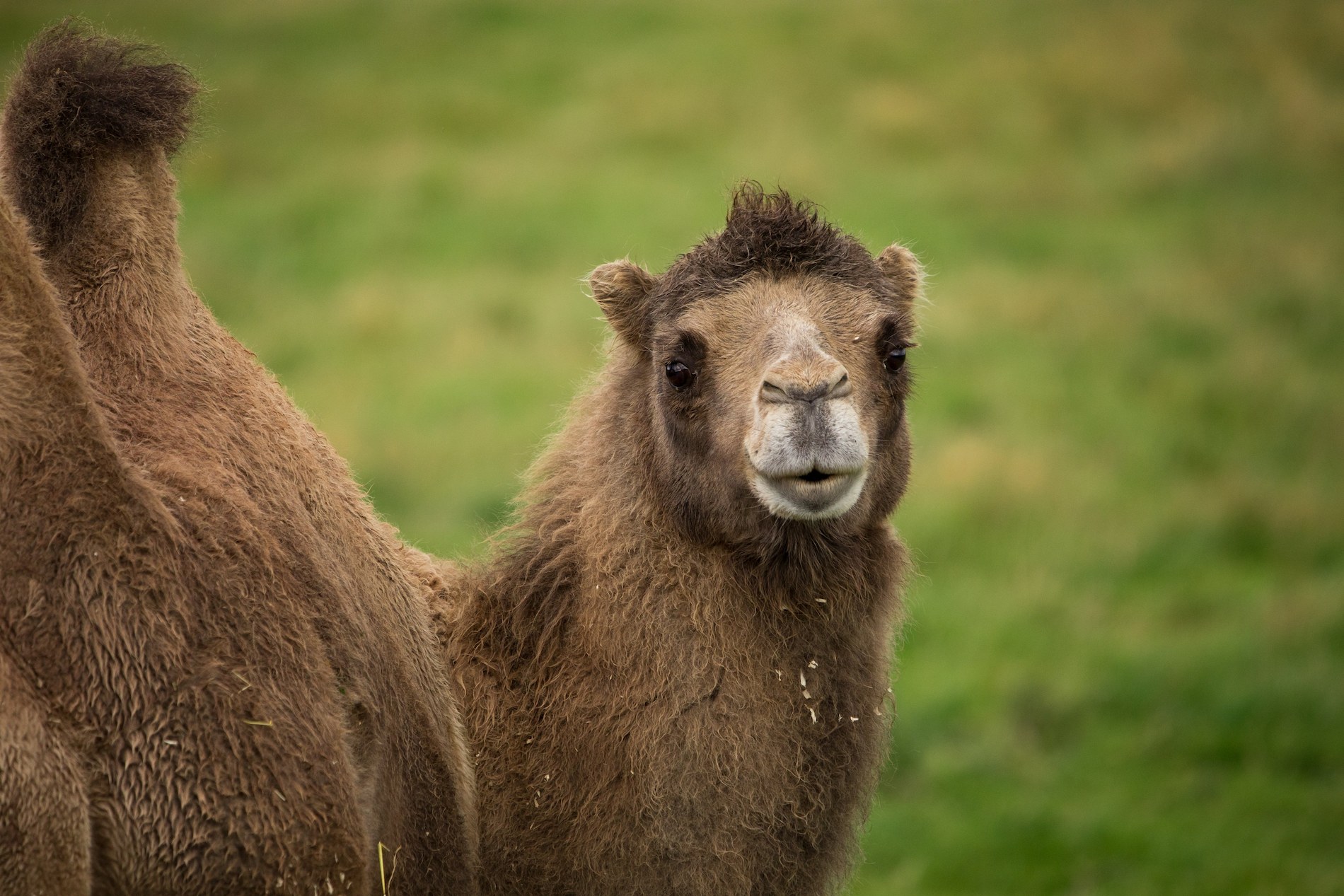 Bactrian camel eye contact entrance reserve
Image: 2021
