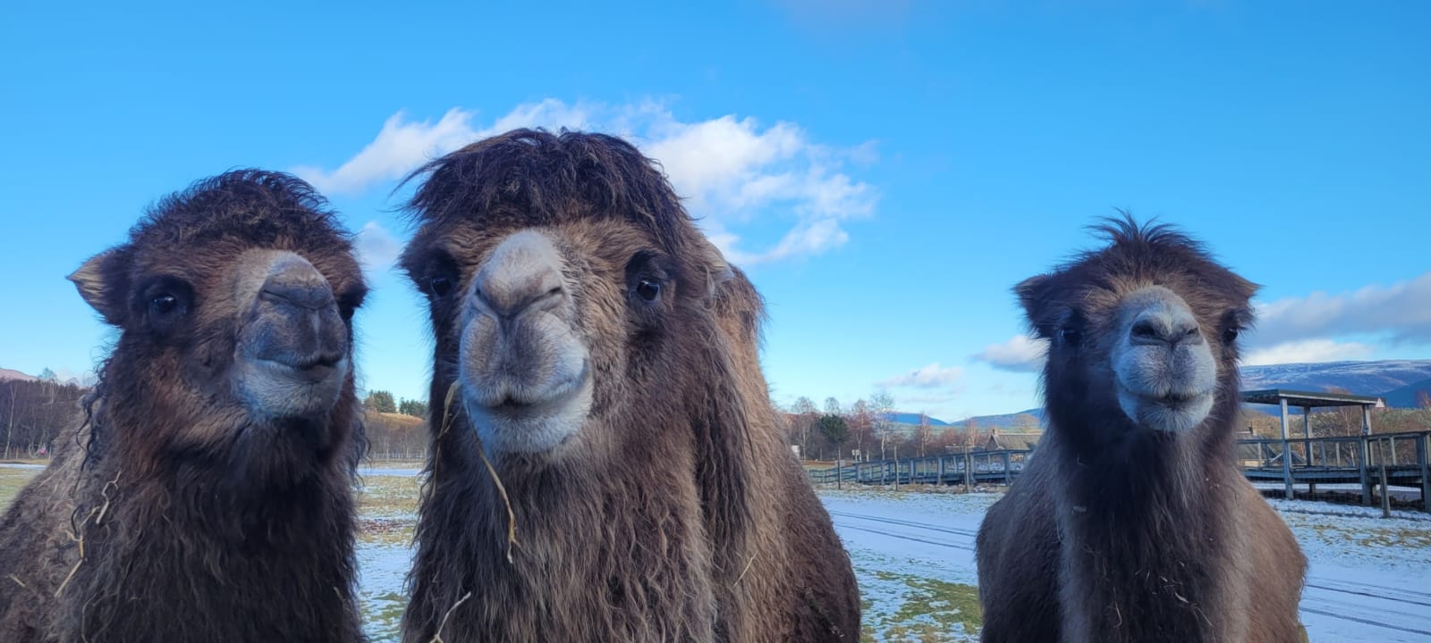 Three Bactrian camels looking directly at the camera [eye contact] IMAGE: Phoebe Dowens 2024