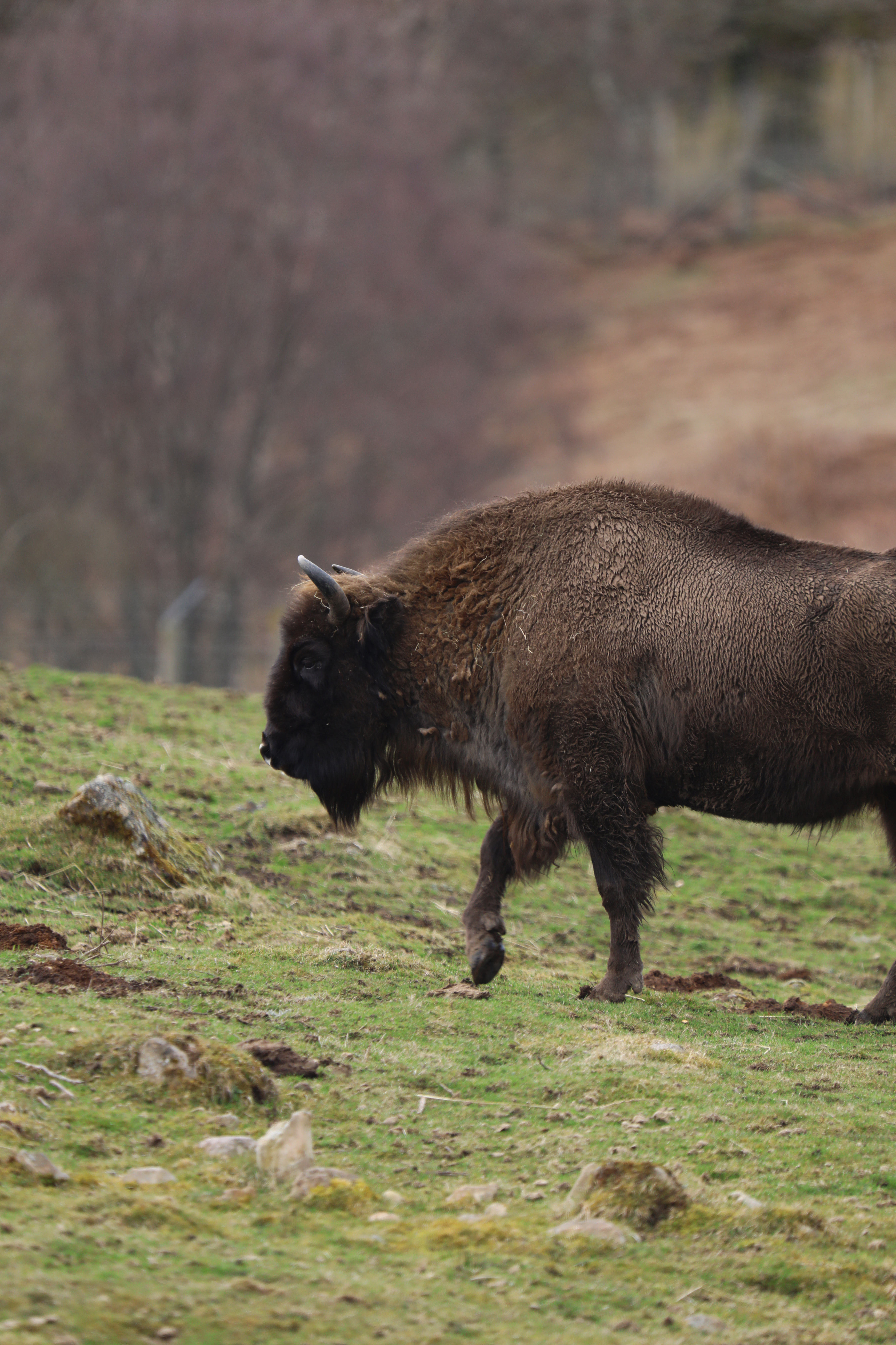 Bison walking 

IMAGE: Laura Moore 2024