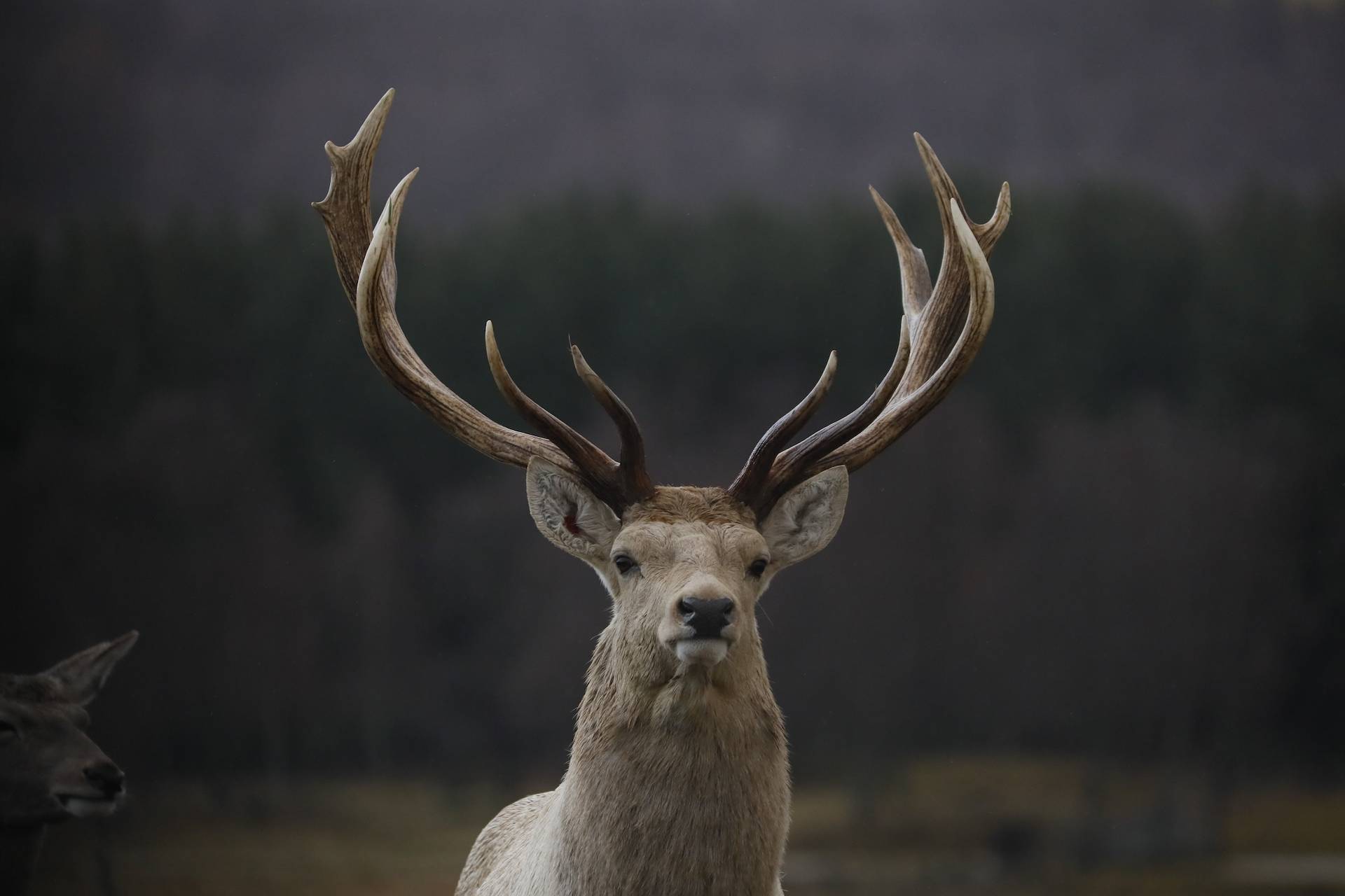 Bukhara deer Dushanbe looking at camera [eye contact] IMAGE: Amy Middleton 2023