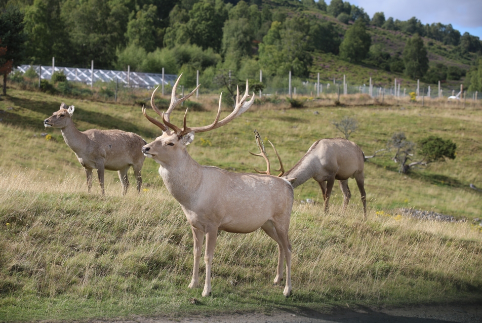 Bukhara deer in field in drive through reserve

Image: RHIORDAN LANGAN-FORTUNE 2022