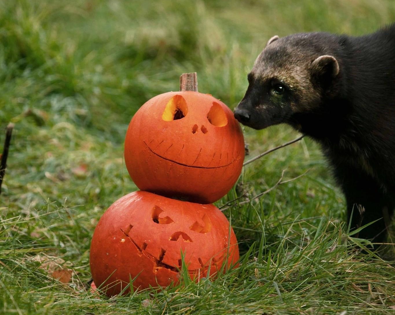 wolverine sniffing at carved pumpkins