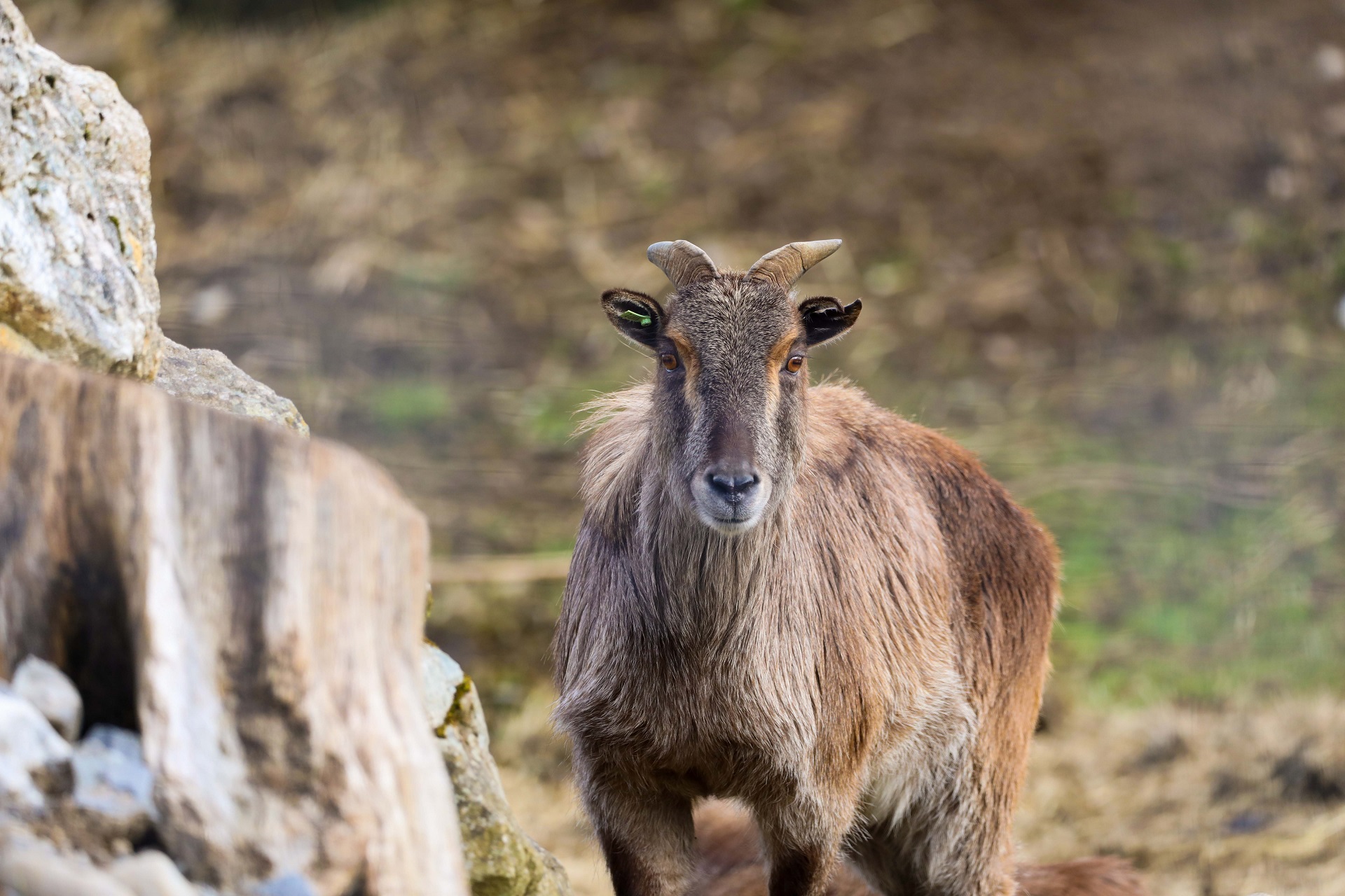 Himalayan tahr looking at camera

IMAGE: Allie McGregor 2024