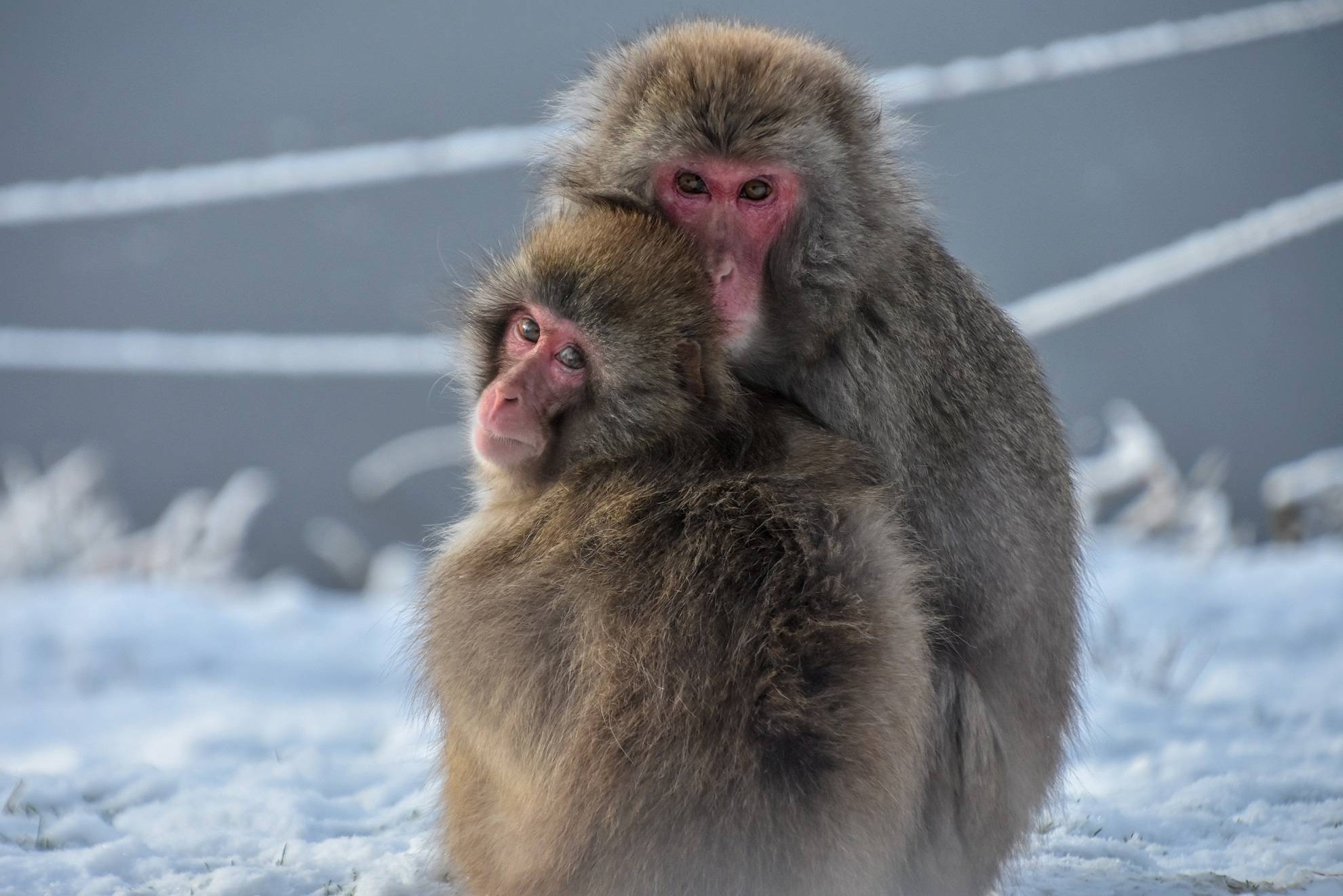 Snow monkeys