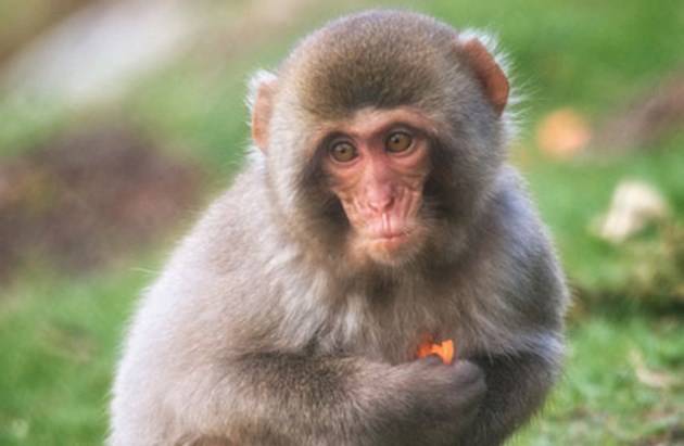 Japanese Macaque Snow Monkey eating carrot