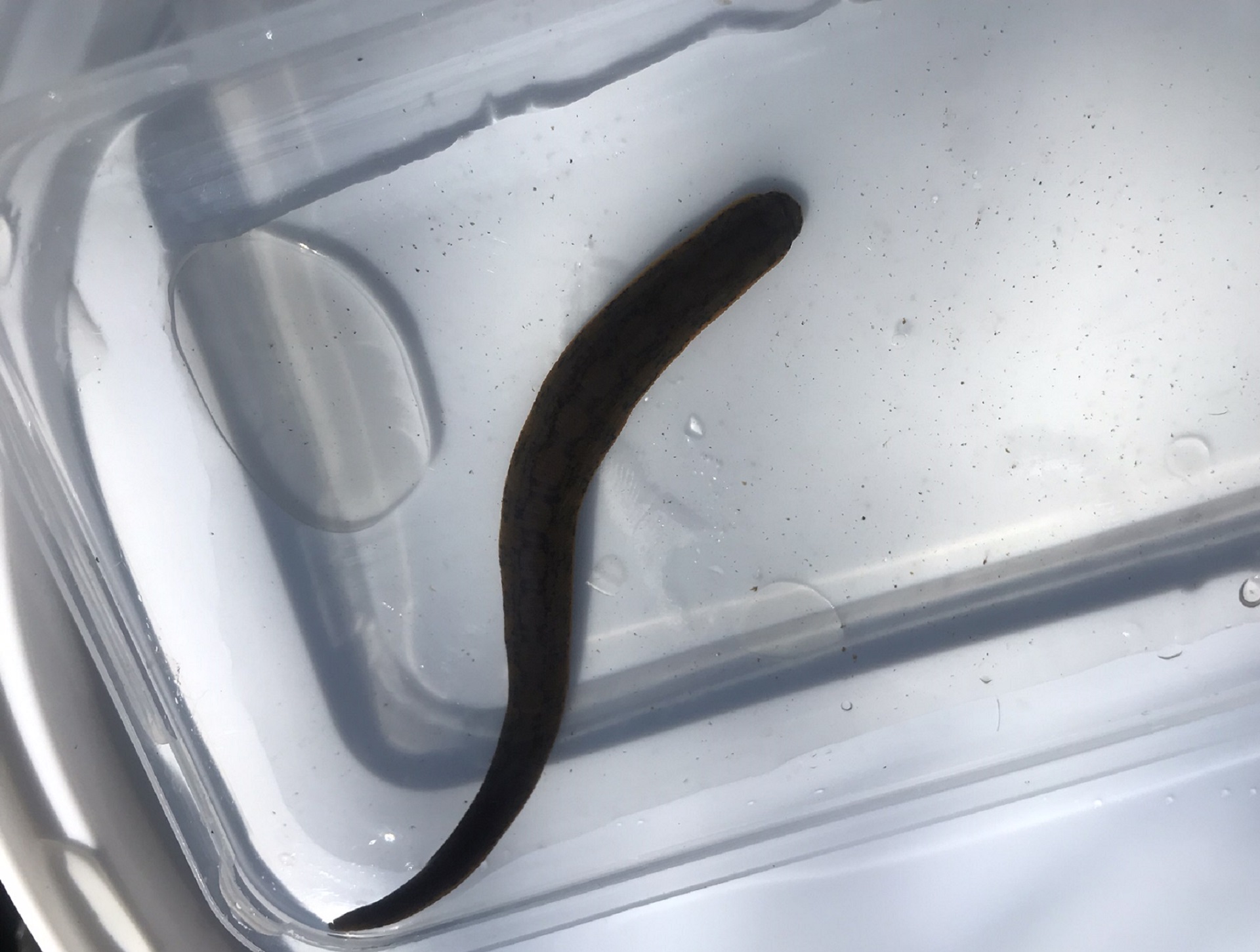 Medicinal leech

IMAGE: RZSS