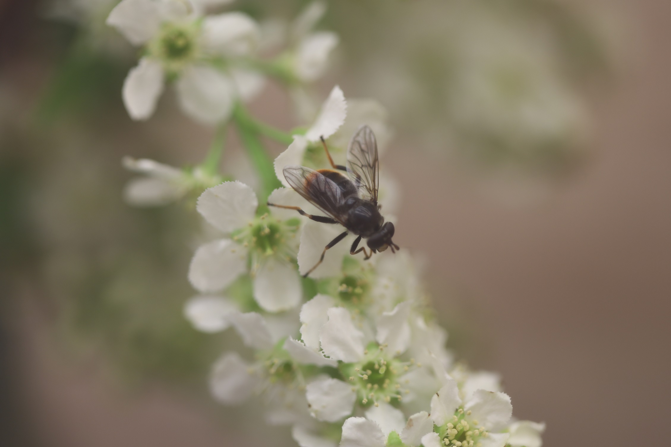 Pine hoverfly on a plant IMAGE: Jess Wise 2022