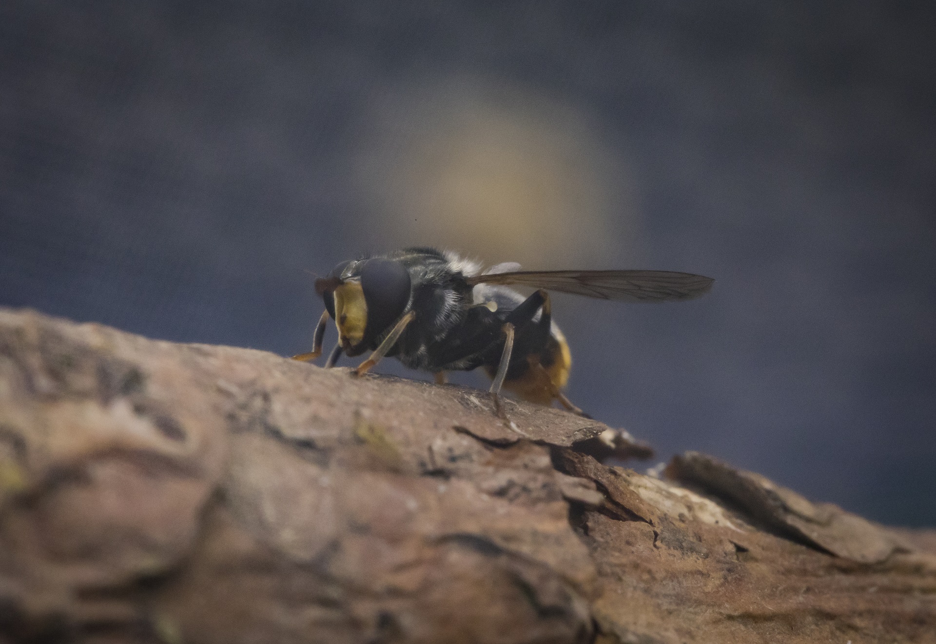 Pine hoverfly

IMAGE: JP 2019