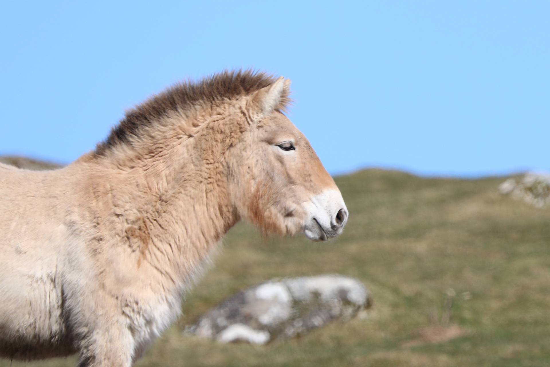 Przewalskis wild horse side profile looking to the right with blue sky behind. IMAGE: Amy Middleton 2022
