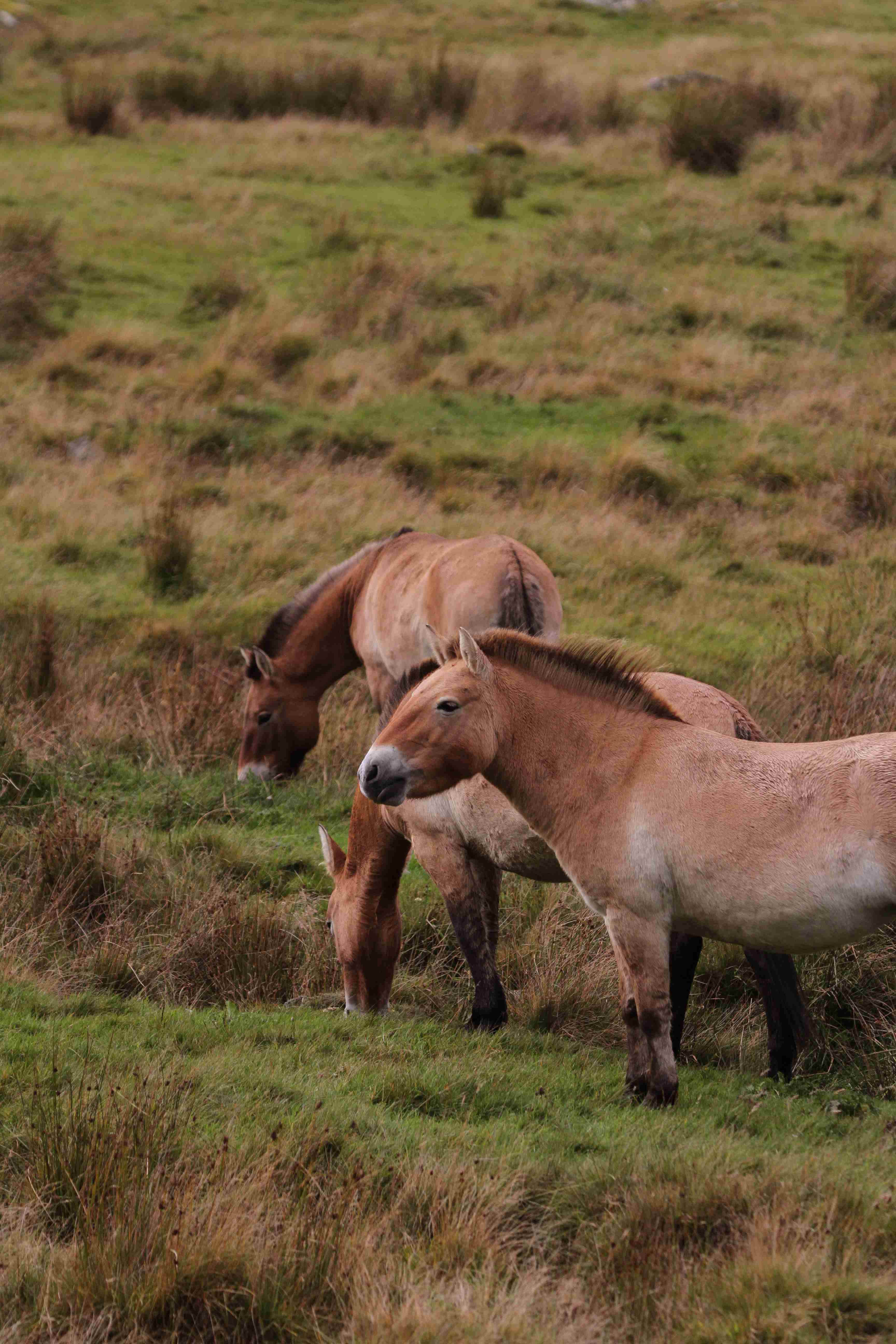 Small herd of Przewalskis wild horses in the drive through reserve [portrait] IMAGE: Laura Moore 2023