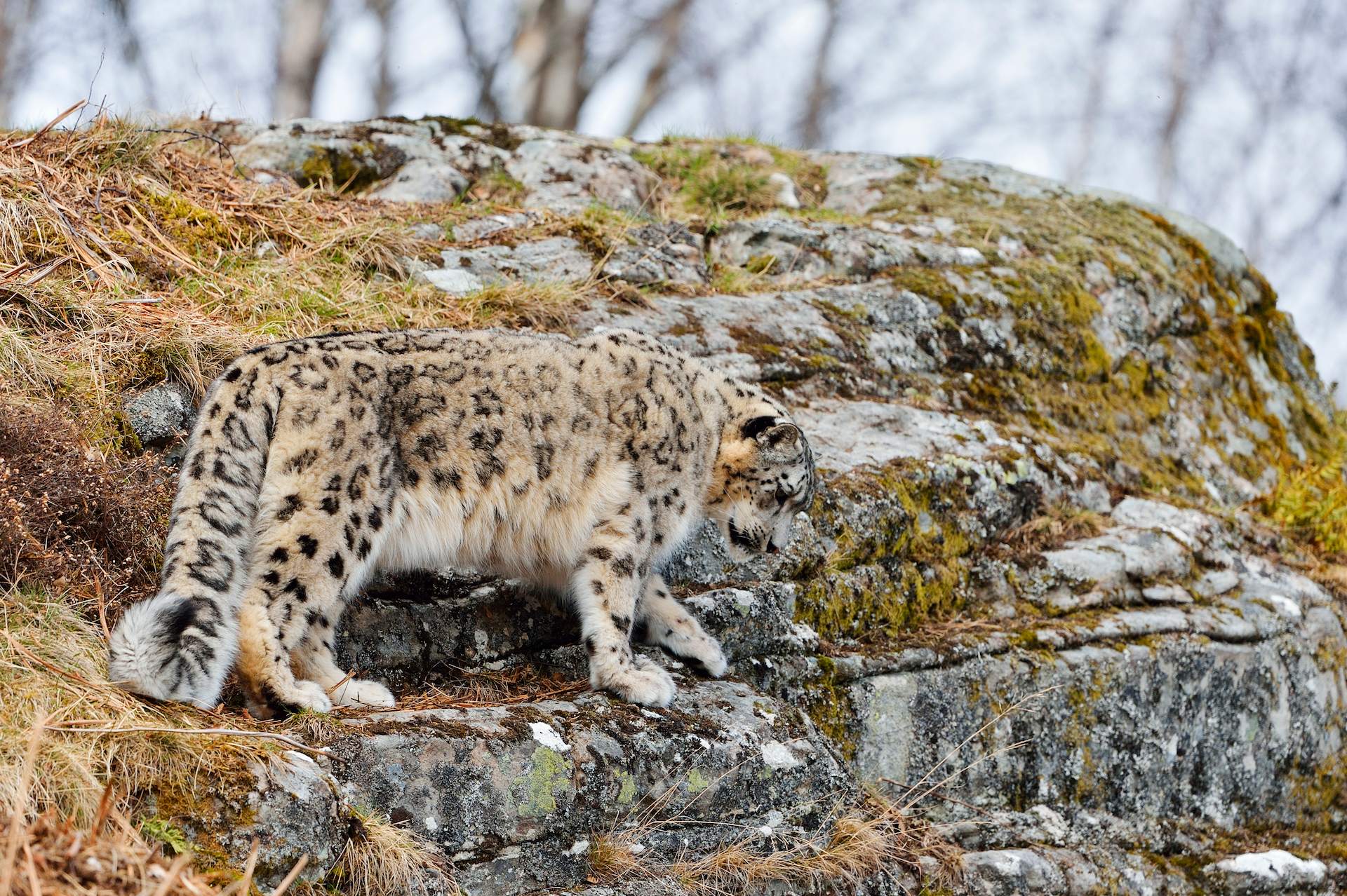 Snow leopard walking along rocky hillside
Image: LAURIE CAMPBELL 2022