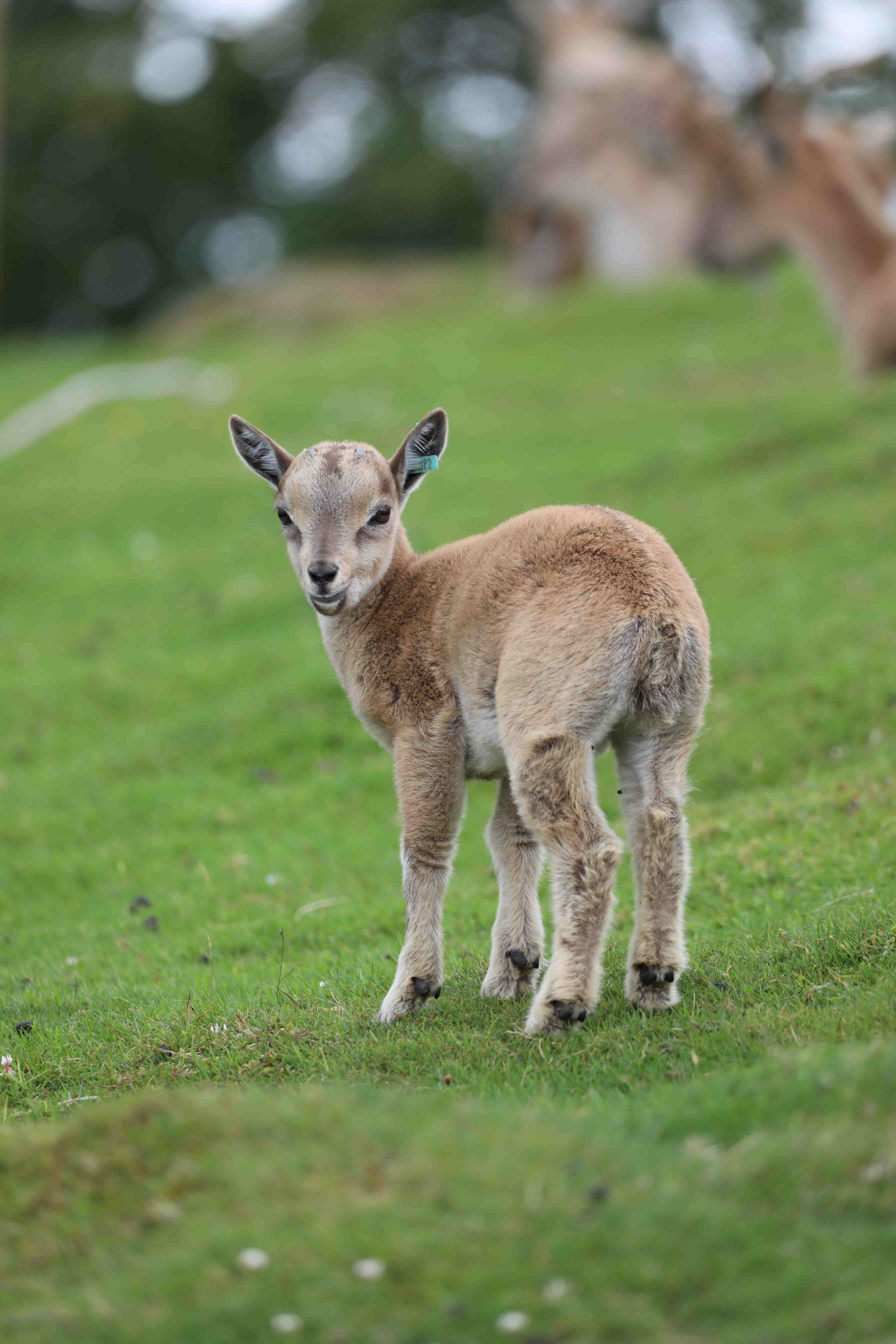 Turkmenian markhor calf Iris looking back at camera [eye contact] [portrait] IMAGE: Amy Middleton 2023