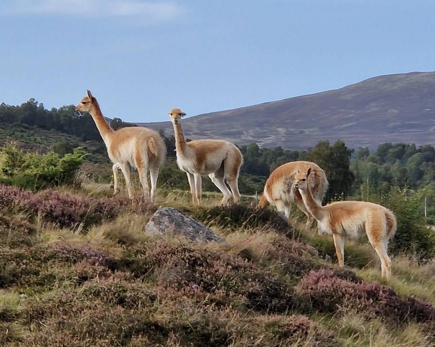 Vicuna herd grazing Highland Wildlife Park

Image: Keeper 2023