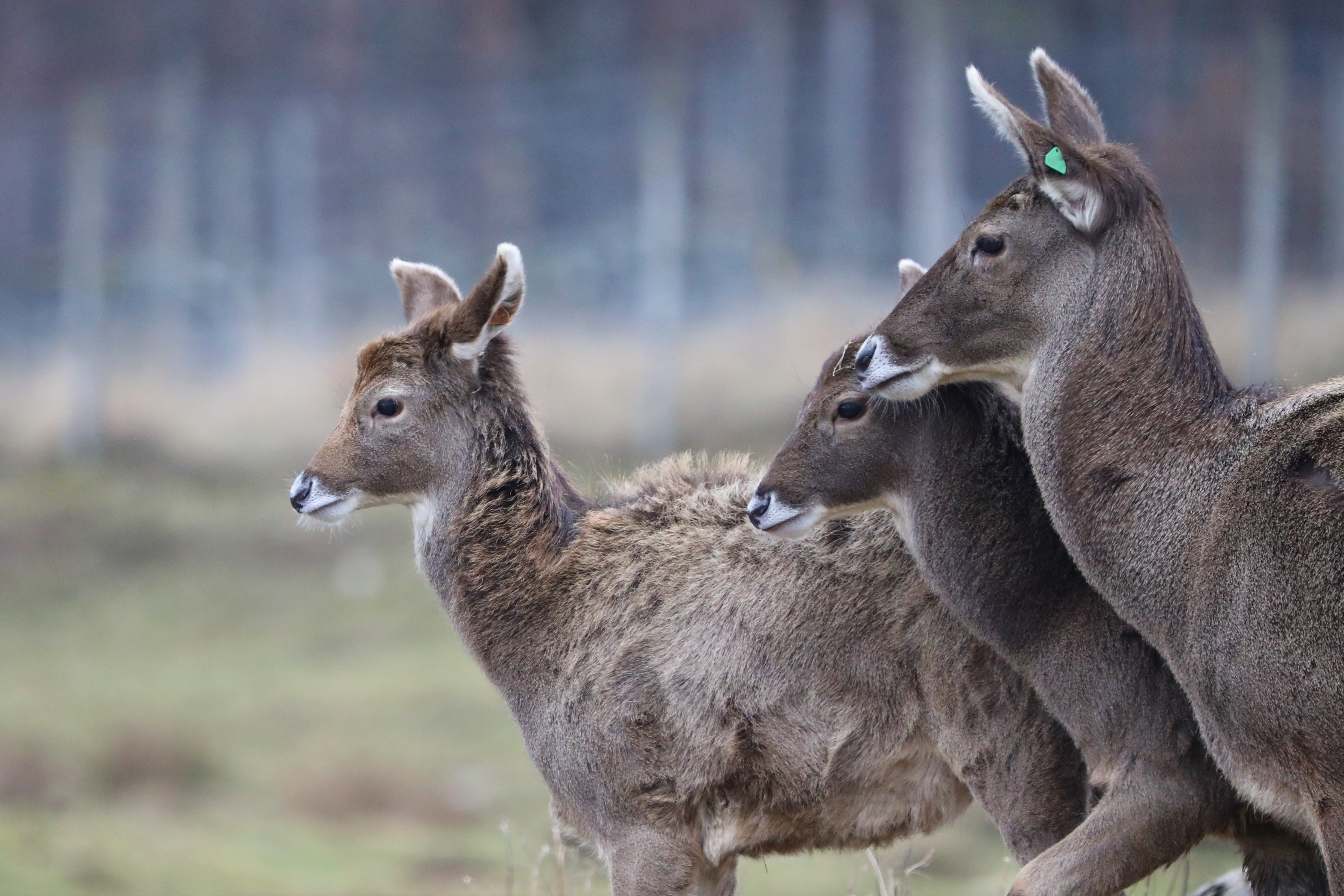 White lipped deer
IMAGE: Amy Middleton 2023