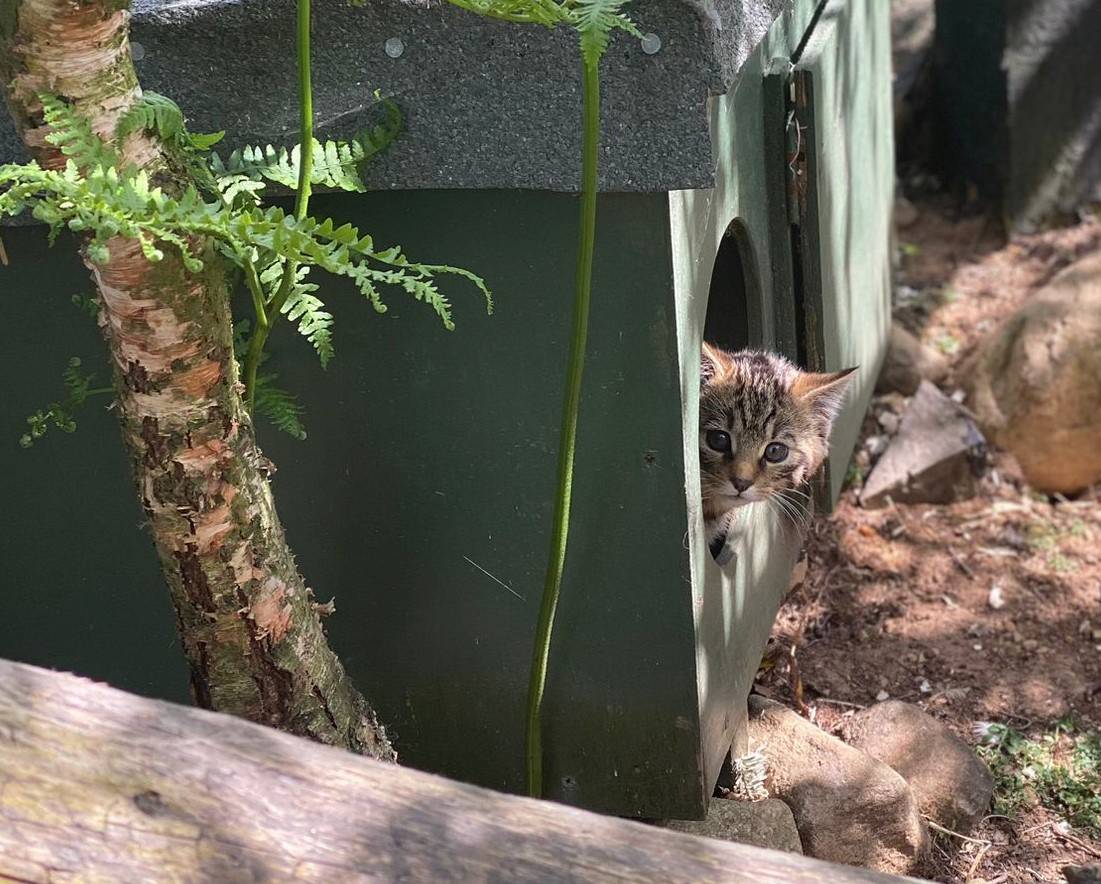 Wildcat kitten peeking out of nest box in off show conservation breeding for release centre enclosure

Image: SAVING WILDCATS 2023