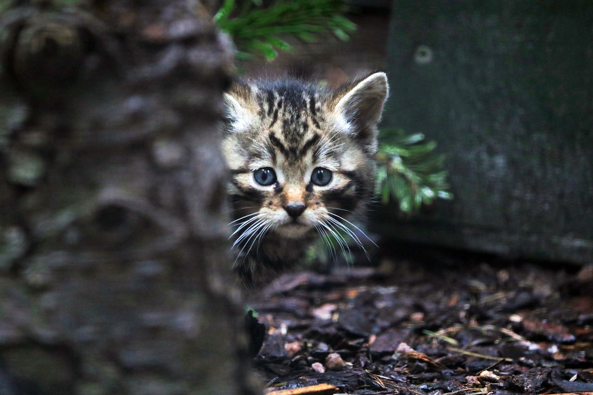 Wildcat kitten looking at camera (eye-contact)

Image Amy Middleton 2023