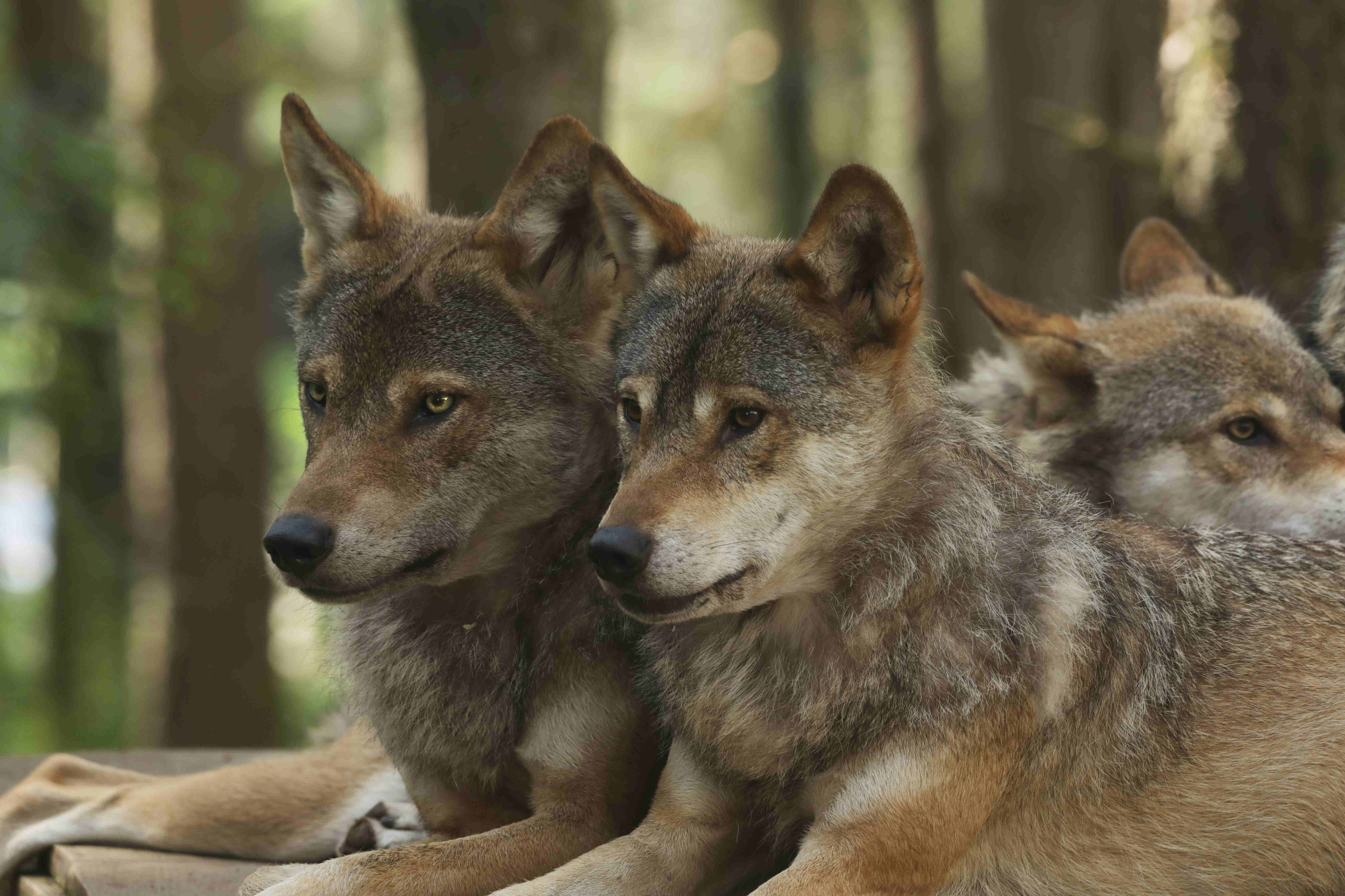A wolf pair looking together off camera IMAGE Laura Moore 2024