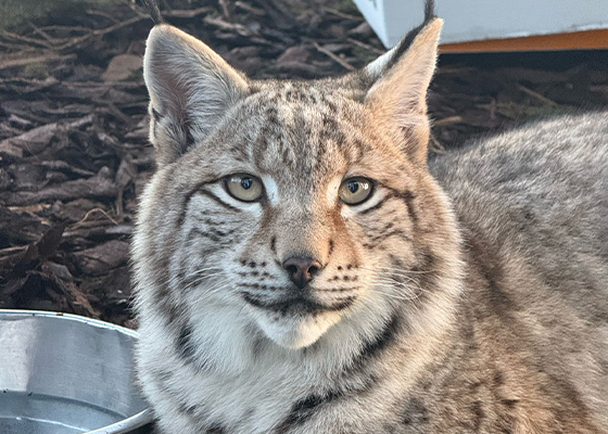 Eurasian lynx female IMAGE: RZSS 2025